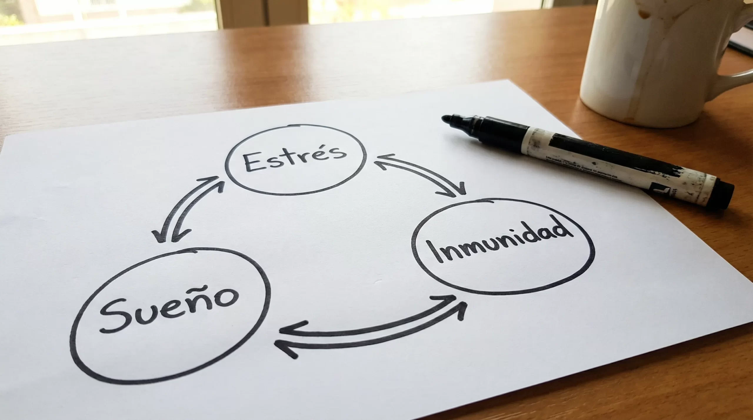Diagrama simple con tres círculos conectados: “Estrés”, “Sueño” e “Inmunidad”, y flechas bidireccionales mostrando su influencia mutua.