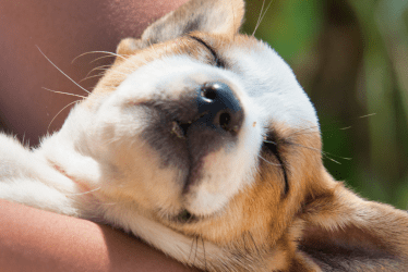 banner_image dog xs