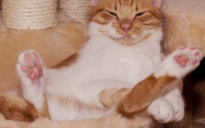 cat chilling pain relief_500