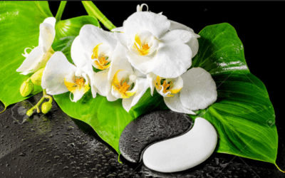chinese medicine orchid