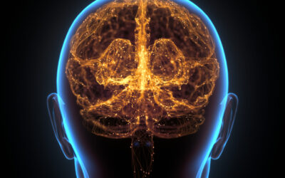 Human Brain Neural Network Cerebral Cortex