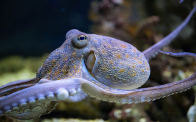 Octopus vulgaris, The common octopus is belonging to the class Cephalopoda