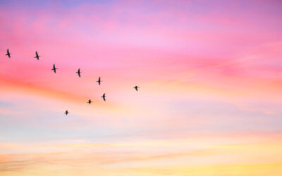 Migratory birds flying in the shape of v on the cloudy sunset sky.