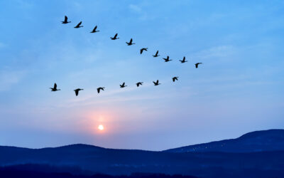 Flock of birds flying in v formation against sunset sky background