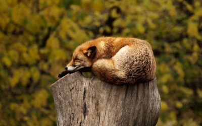 fox relax