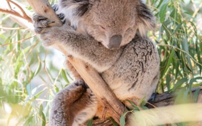 koala icon