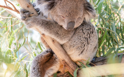 koala icon