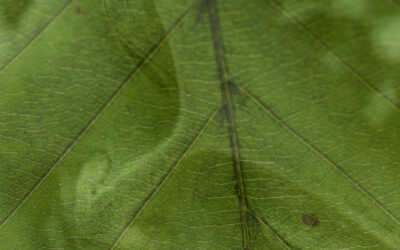 leaf buddha green 350 x 622
