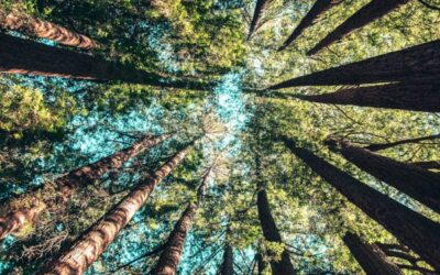 root cause 3 from below casey-horner-4rDCa5hBlCs-unsplash