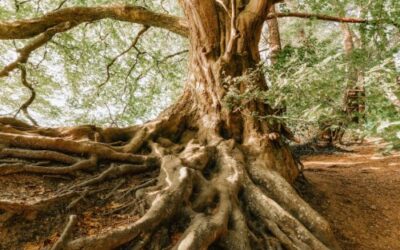 root cause 500px