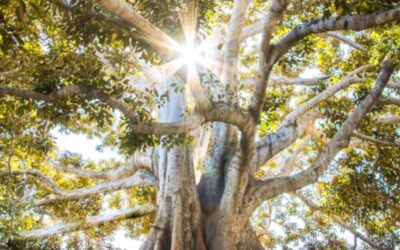 root cause_jeremy-bishop-EwKXn5CapA4-unsplash